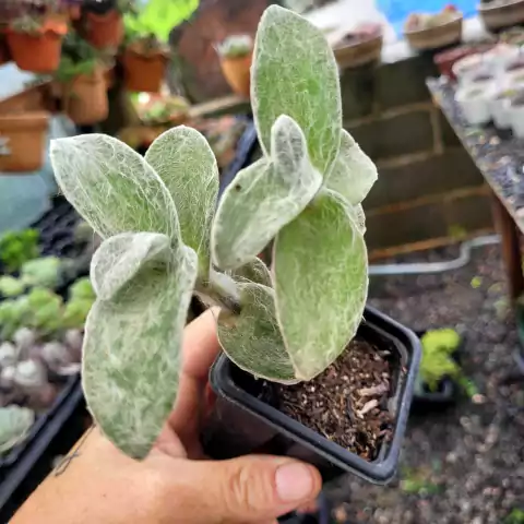 TRADESCANTIA SILLAMONTANA ( TEIA DE ARANHA)- PT 7