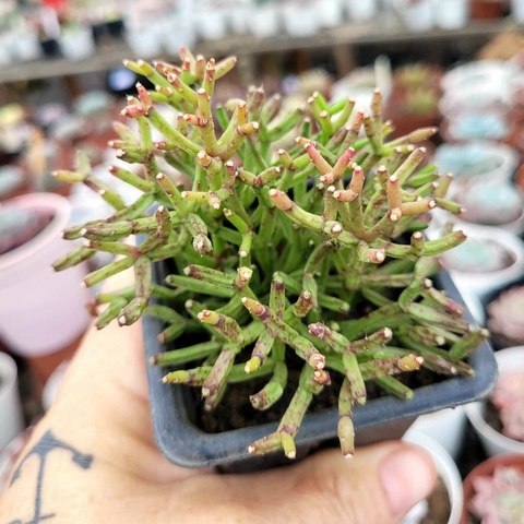RHIPSALIS CEREUSCULA ERECTA (PT 7)