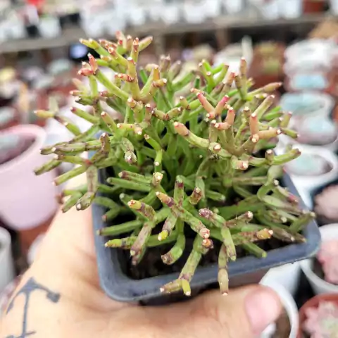 RHIPSALIS CEREUSCULA ERECTA (PT 7)
