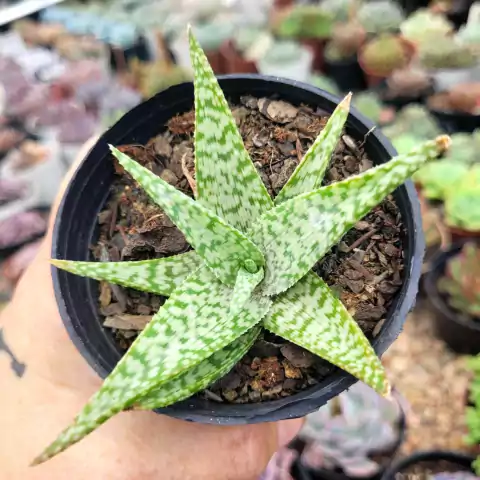 ALOE RAUHII SNOWFLAKE (PT 9)