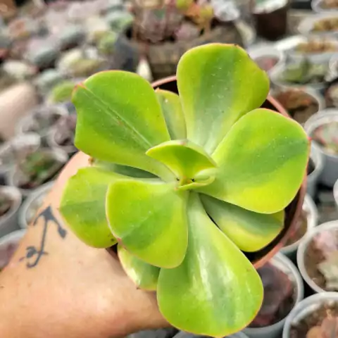 ECHEVERIA EFANT VARIEGATA (PT 9)