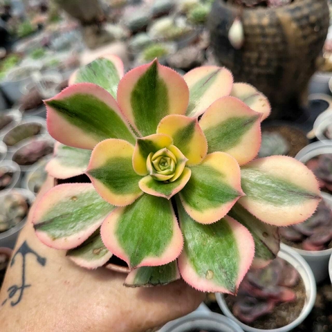 AEONIUM SUMBURST (PT 9)