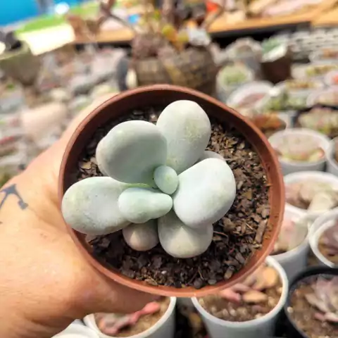 PACHYPHYTUM OVIFERUM (PT 9) - PEDRA DA LUA