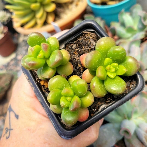 SEDUM OBESUM (PT 9)