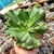 ECHEVERIA GIBB VIRGINEA LEE "G"(PT 15) CARUNCULAS na internet