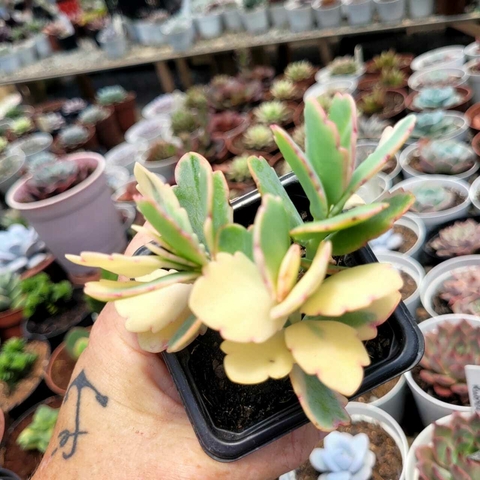 KALANCHOE FESTSCHENKOI VARIEGATA (PT 7)