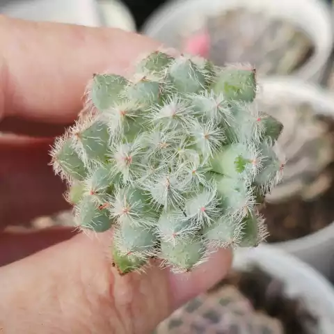 ECHEVERIA SETOSA DIMINUTA (PLUG)