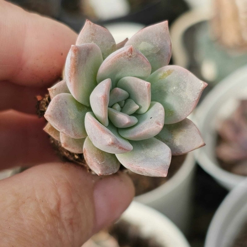 ECHEVERIA MILK WAY (PLUG)