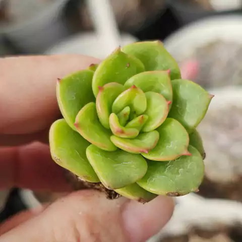 SEDEVERIA HOLLY - (PLUG)