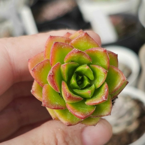 SEDEVERIA LETIZIA (PLUG)