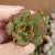ECHEVERIA PULI-LINDSAYANA (PLUG)