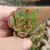ECHEVERIA PULI-LINDSAYANA (PLUG) - comprar online