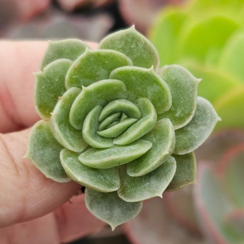 ECHEVERIA ONSLOW (PLUG)
