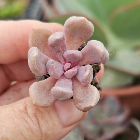 ECHEVERIA CUPID (PLUG)