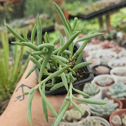 SENECIO RADICANS "COLAR DE ANZOL" (PT 7)