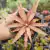 BROMELIA CRIPTANTUS ACAULIS (PT 7)