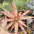 BROMELIA CRIPTANTUS ACAULIS (PT 7) - Flor da Manhã
