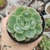 ECHEVERIA RAINDROPS (PT 9) CARUNCULAS - comprar online