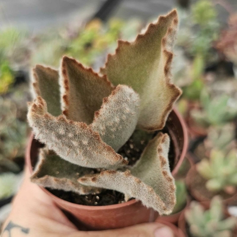 KALANCHOE BEHARENSIS "COLHER DE PEDREIRO" (PT 9)