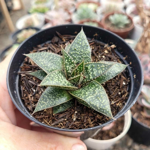 GASTERIA ALOE FLOW (PT 9)