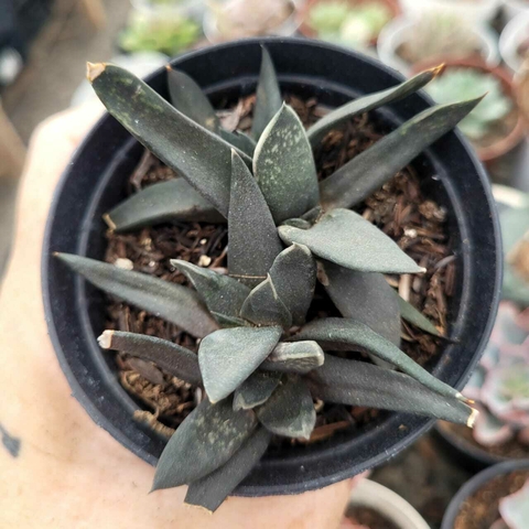 GASTERIA NIGRICANS (PT 9)