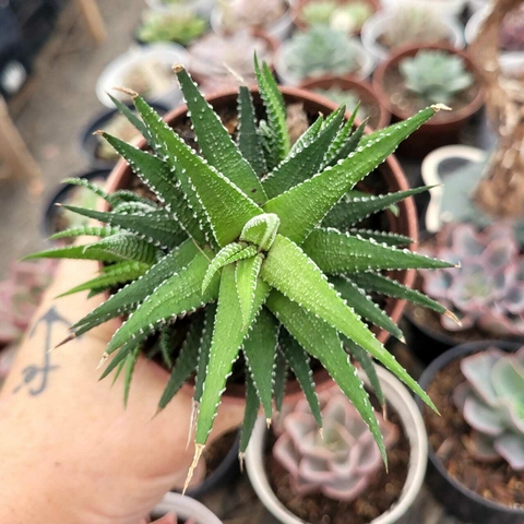 HAWORTIA FASCIATA (PT 9)