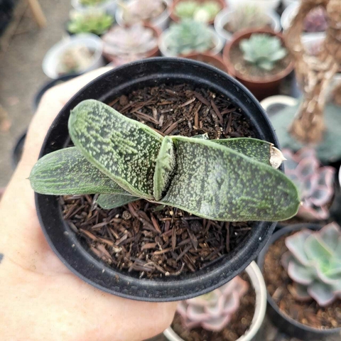 GASTERIA LITTLE WARTY (PT 9)