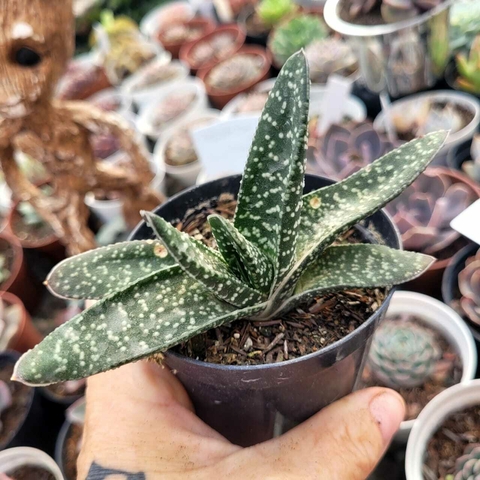 GASTERIA CARINATA (PT 9)