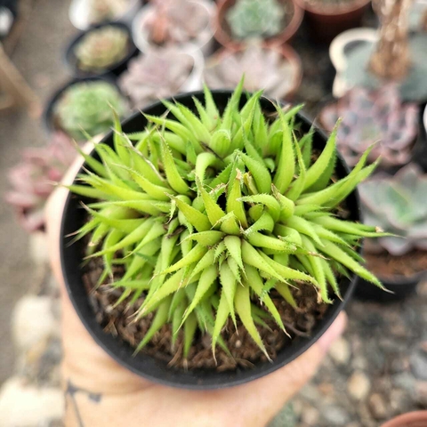 Haworthia chloracantha var. denticulifera (PT 9)