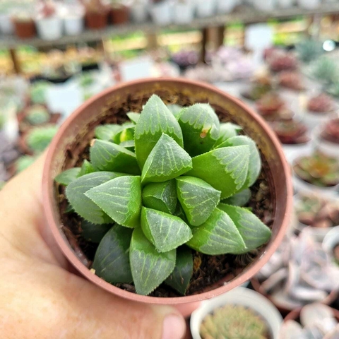 HAWORTHIA RETUSA (PT 9)