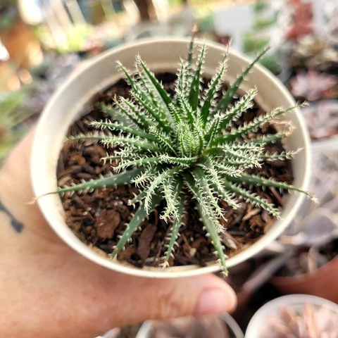 HAWORTIA WAWORTHIOIDES (PT 9)