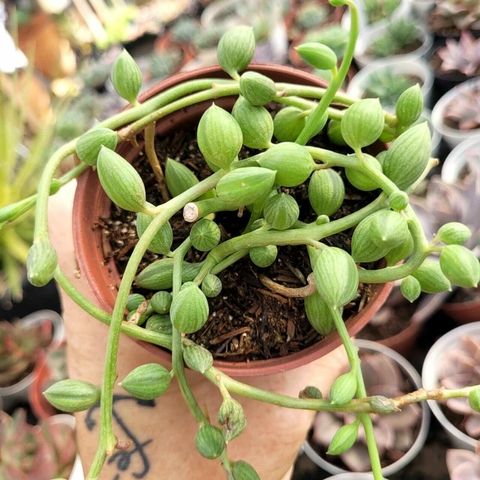 SENECIO HERREYANUS COLAR DE MELANCIA (PT 9)