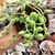SENECIO HERREYANUS COLAR DE MELANCIA (PT 9) - loja online