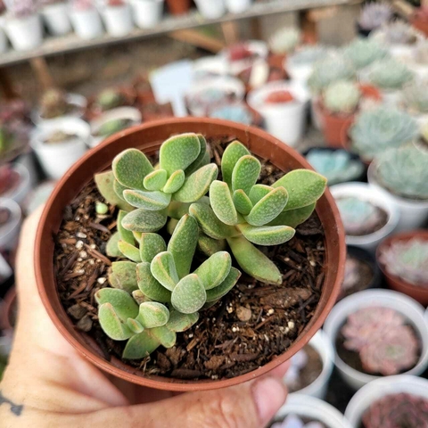 CRASSULA AUSENSIS (COLONIA) (PT 9)