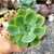 ECHEVERIA RAINBOW SUNSET (PT 9) - comprar online