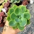 ECHEVERIA RAINBOW SUNSET (PT 9) na internet