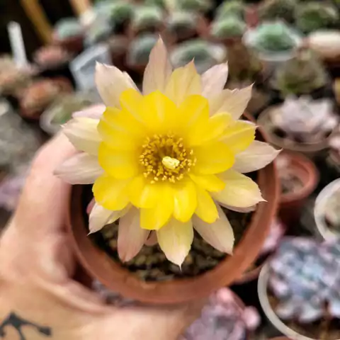 ECHINOPSIS CHAMAECEREUS "CACTO AMENDOIM" (PT 9) FLOR AMARELA