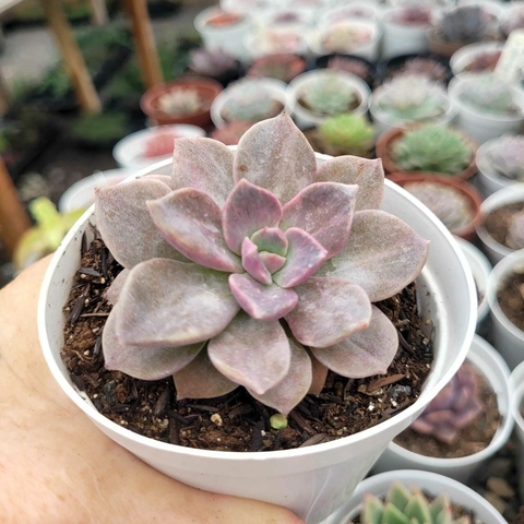 ECHEVERIA HIBRIDA NESS (PT 9)