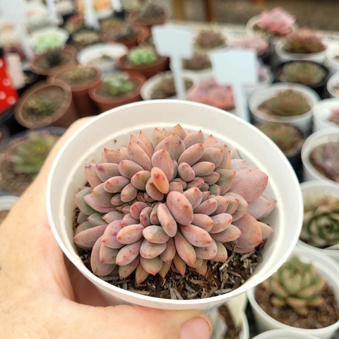 ECHEVERIA ARIEL CRISTATA (PT 9)