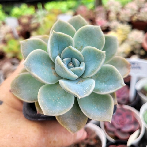 ECHEVERIA FANTOME (PT 7)