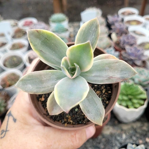 GRAPTOVERIA FRED IVES VARIEGATA (PT 9)