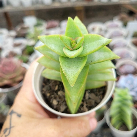 CRASSULA PERFORATA PENHOEK PASS (PT 9)