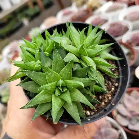 HAWORTHIA MARUMIANA VAR. BATESIANA (PT 9)
