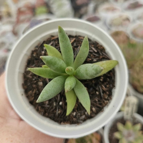 ADROMISCHUS FILICAULIUS GREEN (PT 9)