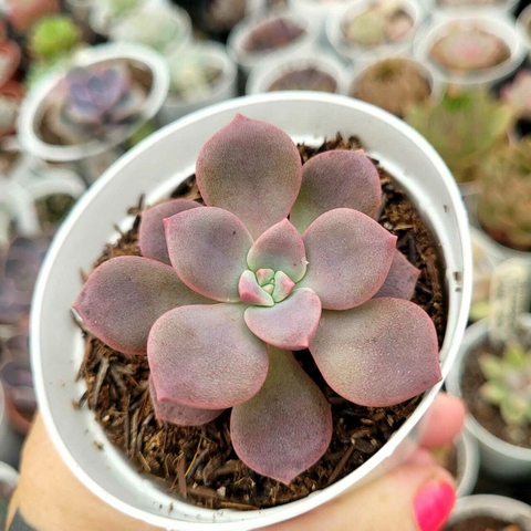 ECHEVERIA PURPLE PINK (PT 9)