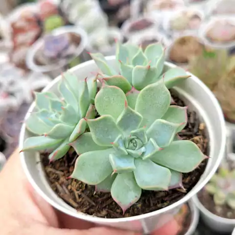 ECHEVERIA HALBINGERI "SAN JOAQUIN" (PT 9)