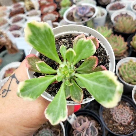 MONADENIUM STAPELIOIDES VAR. WHITE (PT 9)