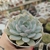 ECHEVERIA DAUGHTER (PT 9) - comprar online