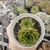 ECHEVERIA LEAF ROSE (PT 9) - loja online