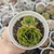 ECHEVERIA LEAF ROSE (PT 9) - comprar online